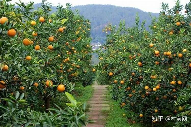 柑橘树施氮肥过量的症状及补救措施