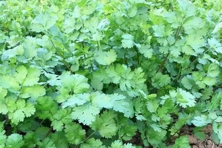 阴天能浇香菜吗