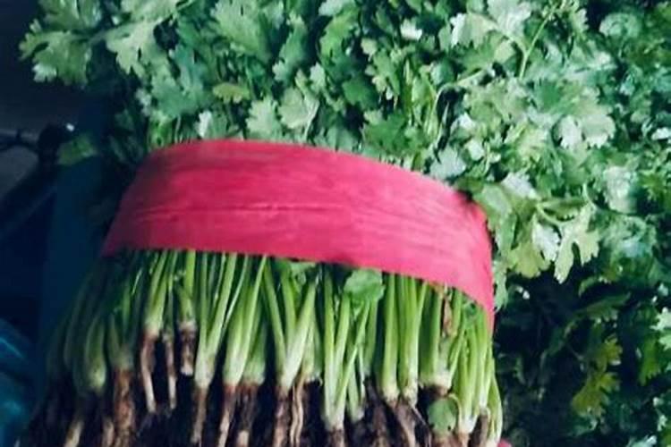 香菜什么时间种