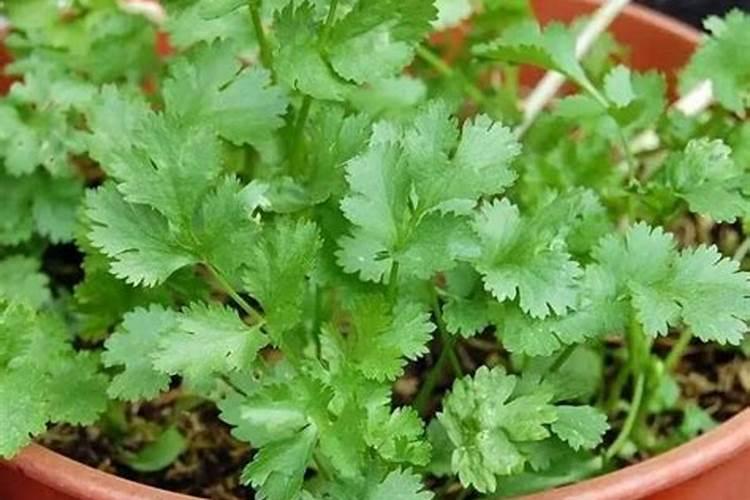 夏季如何种植香菜