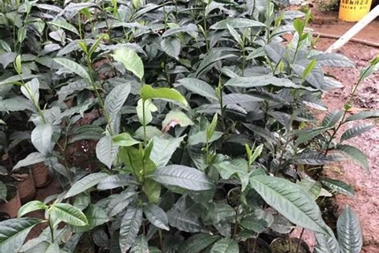 茶叶专用肥能用来种菜吗？