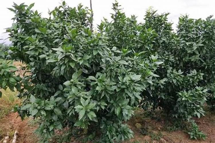 如何让荔枝秋梢快速老熟？