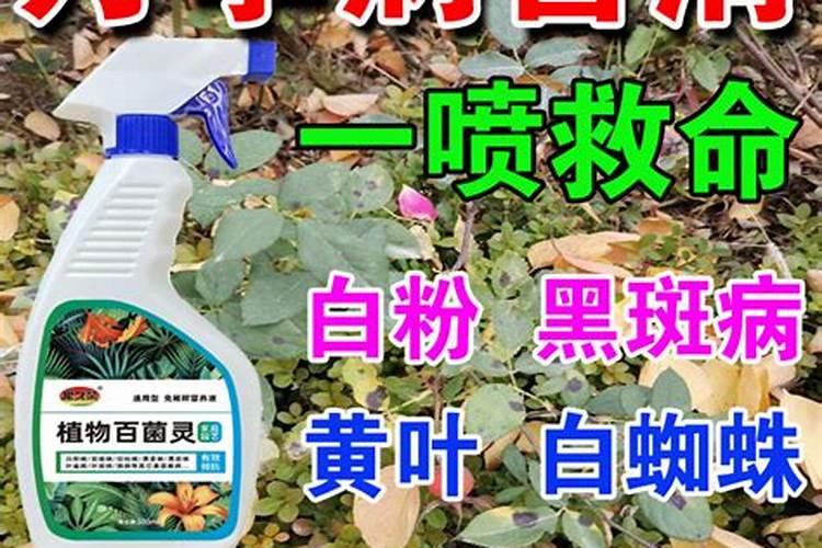 清满园菌剂也是杀虫杀菌剂吗