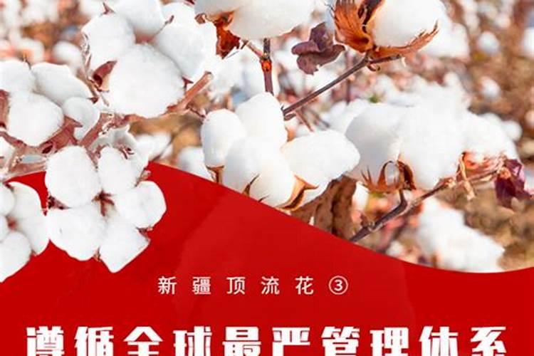 棉花种植注意事项是什么