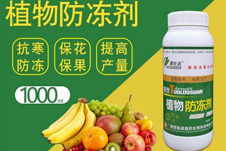 大蒜用打防冻剂吗
