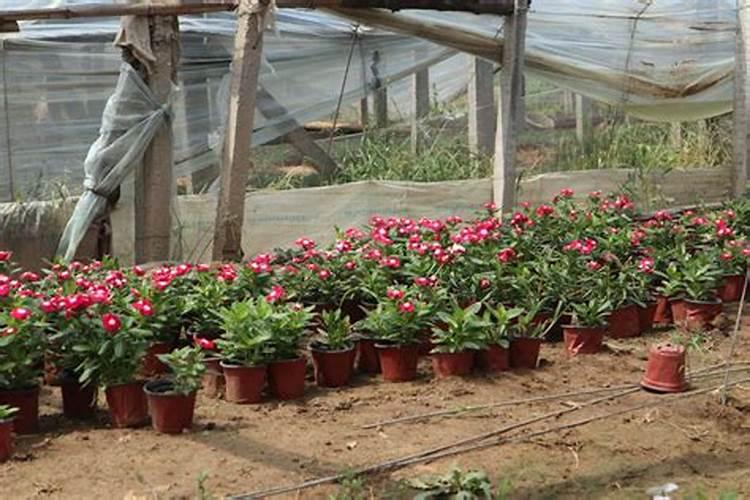 什么样的肥料适合所有花都用、什么肥料能促进开花
