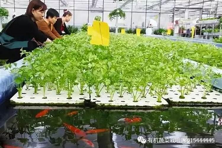种菜的肥料怎么做