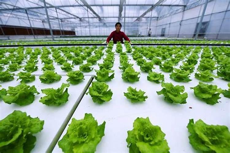 用最简单的方法制作种菜肥料