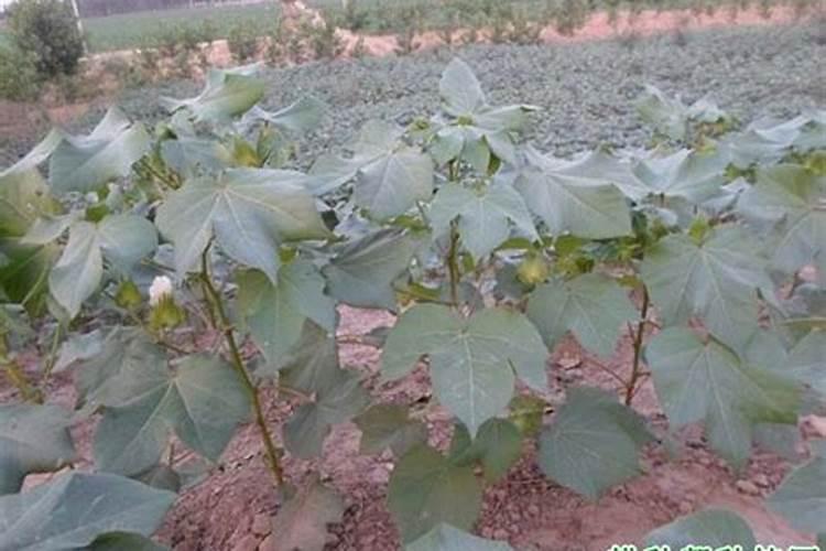 深圳哈尔滨三站化肥厂怎么走在哪