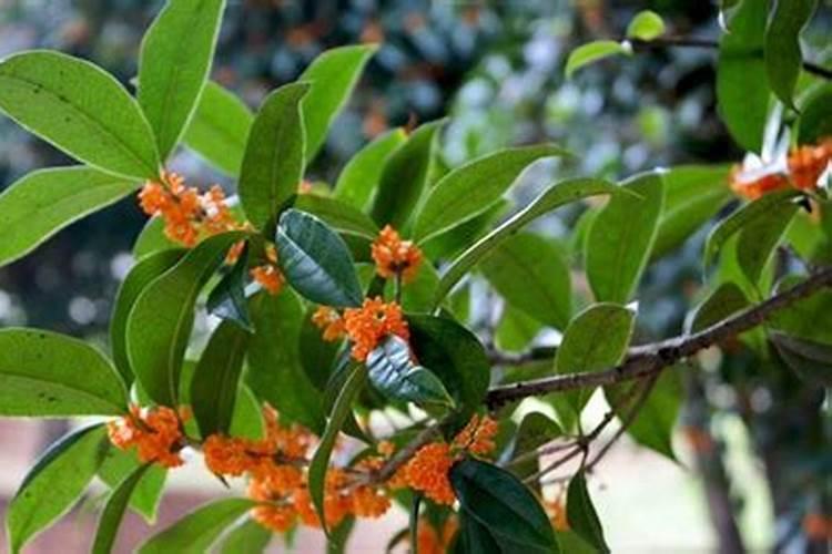 经长途运输的桂花怎样栽培？能喷施叶面肥吗？