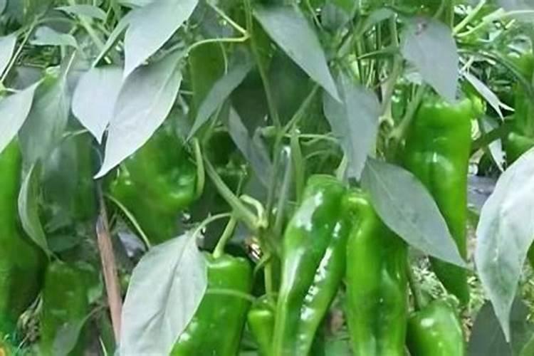 我国允许使用的饲料添加剂有哪些种类？