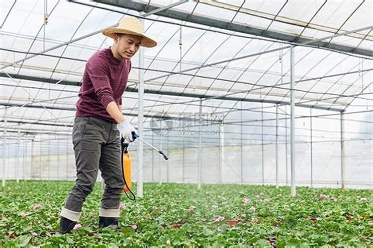 大棚西红柿定植后什么时候开始喷叶面肥？