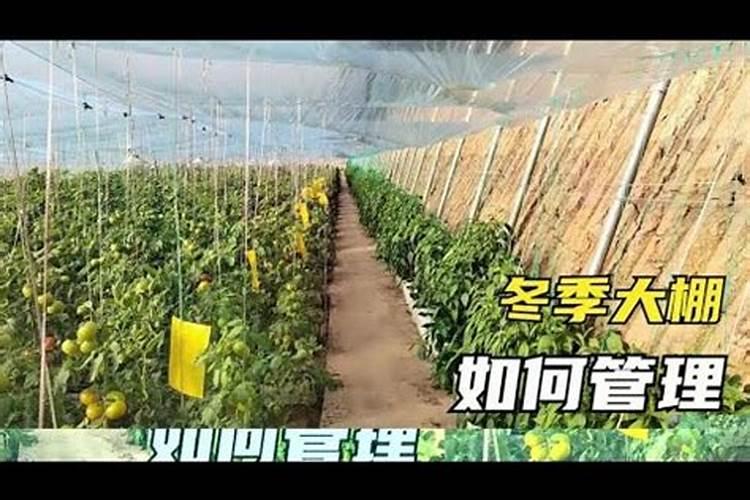 大棚番茄可以使用叶面肥吗？