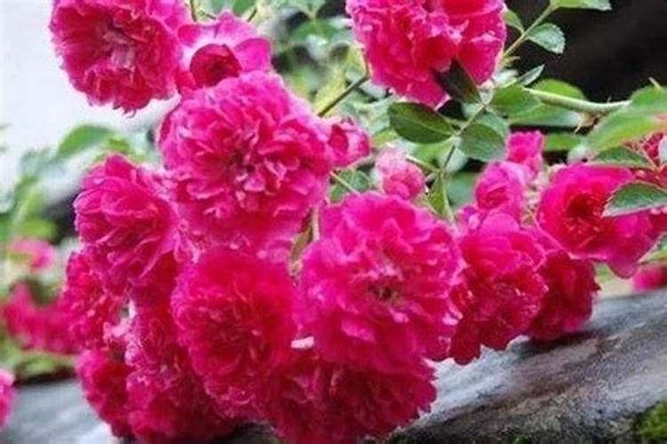 红木香花移栽怎么护理？
