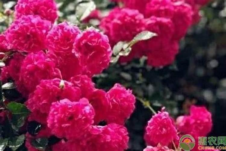 红木香花的特点和养殖方法