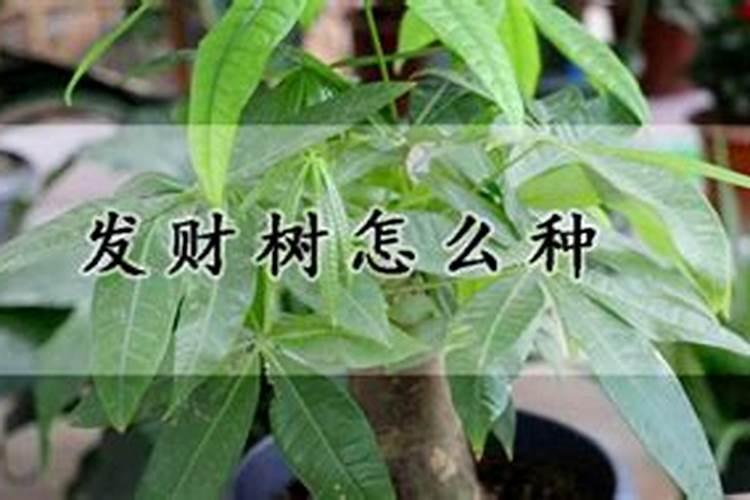 发财树浇什么肥料可枝叶旺盛 养殖盆栽发财树施肥方法