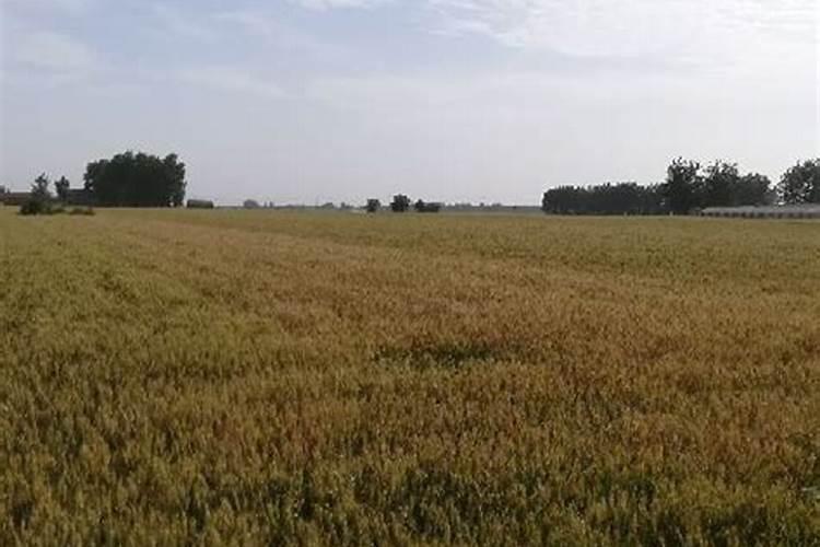 河南省小麦收割时间？