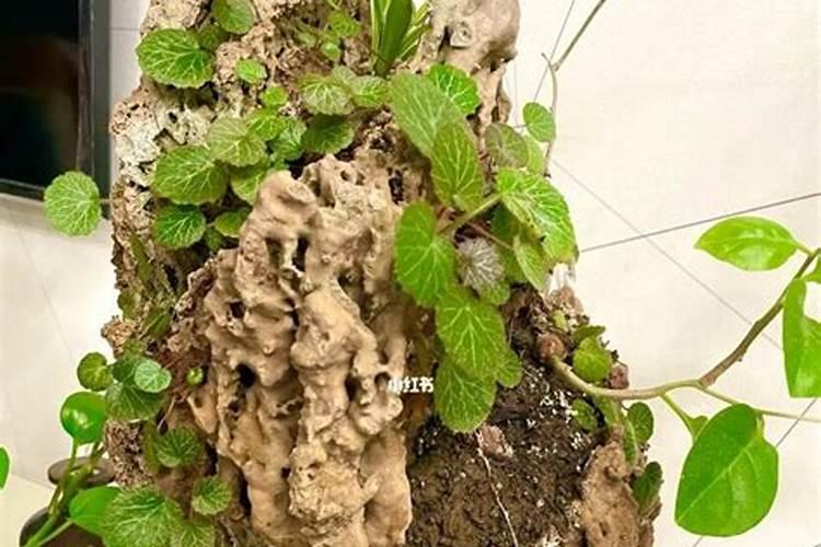 天然吸水石盆景如何养护？麻烦具体说一下。