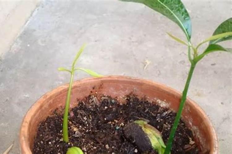 这芒果树是得了什么病!用什么药能治。