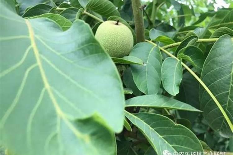 ...结果期种植管理如何做？芒果开花坐果期用什么肥料好