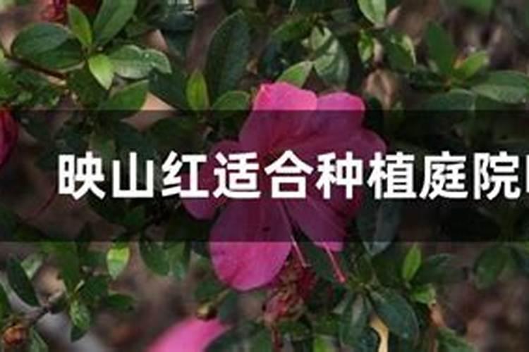 映山红如何栽培