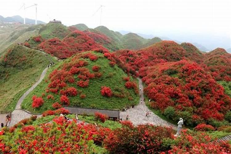 映山红怎么养家庭养法,映山红家里养殖方法