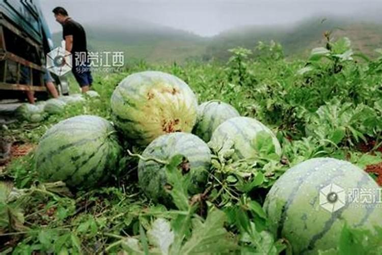 鱼的饲养养殖方法 鱼的饲养方法总结
