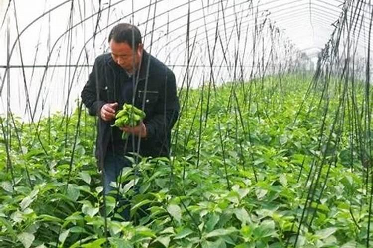 家庭种植蔬菜施肥时间和方法