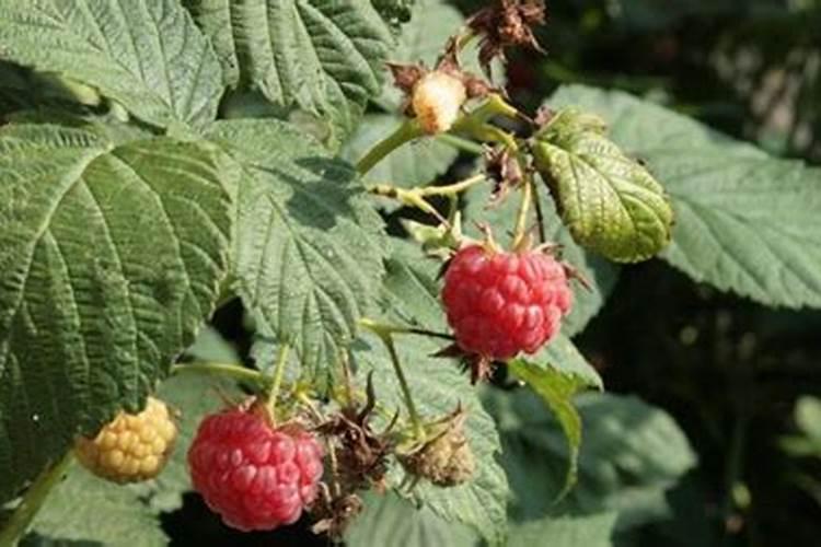 覆盆子什么时候种植最好(详解覆盆子种植技术与管理)
