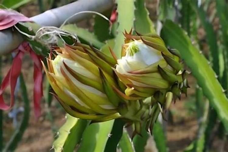 火龙果种植要施什么肥料
