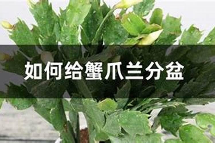 刚成活的小蟹爪兰施什么肥
