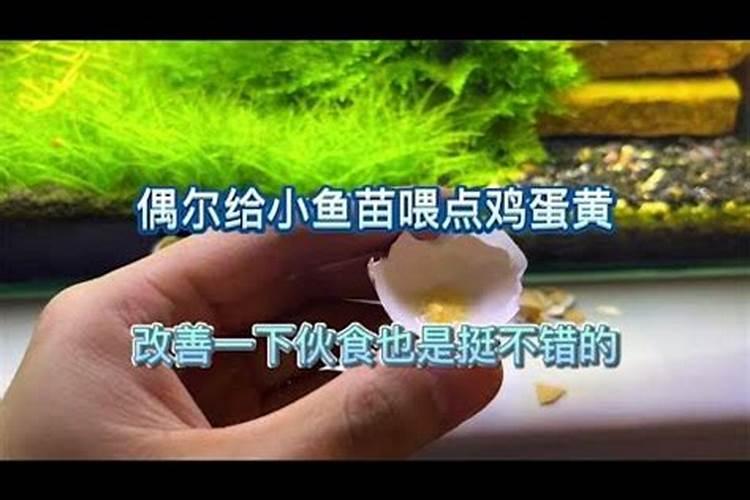 中华草龟吃什么饲料鱼