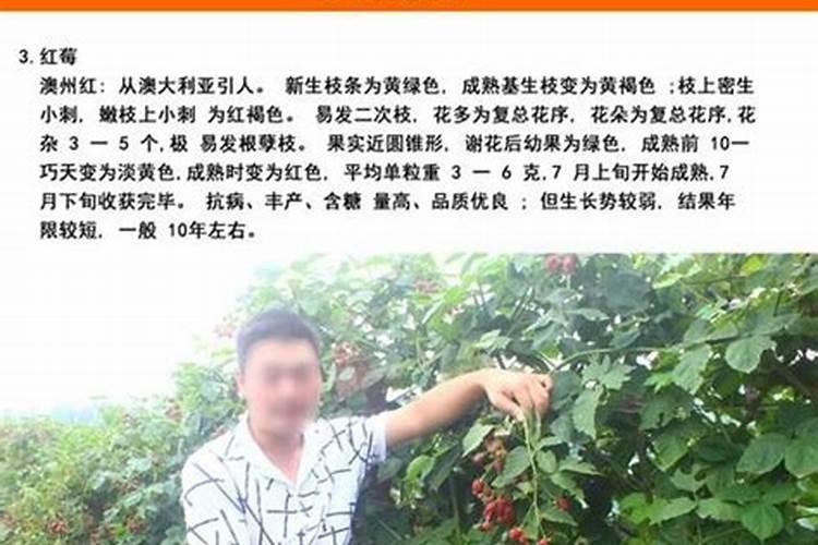 种树莓施什么肥