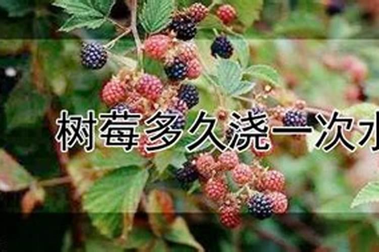 请问大家树莓应该施什么肥？谢谢