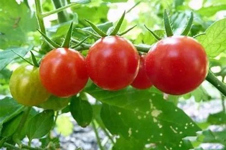 西红柿的种植用什么肥料好