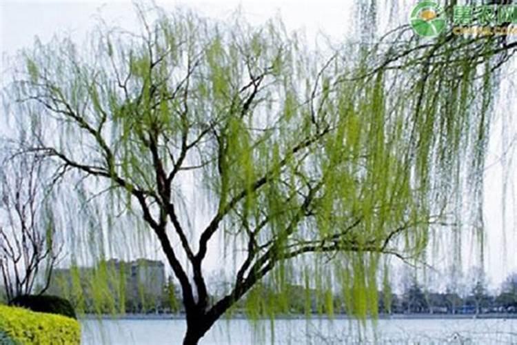 给杨柳树施肥是氯化钾好还是硫酸钾好？