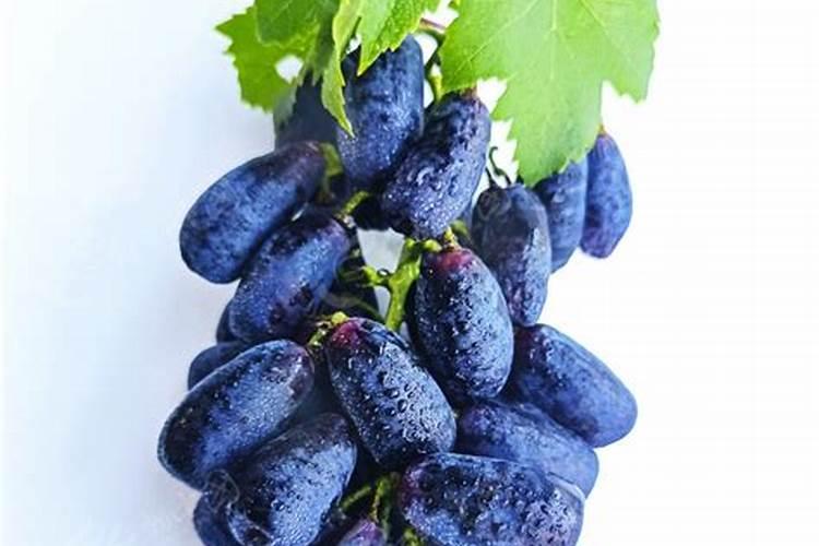 枇杷树施什么肥料才甜