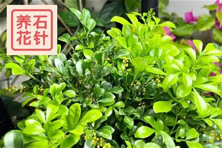 米兰花花期怎么施肥