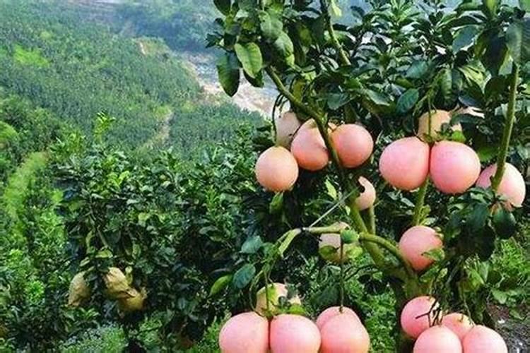 【果树芽接的适宜时期等】果树芽接的方法视频