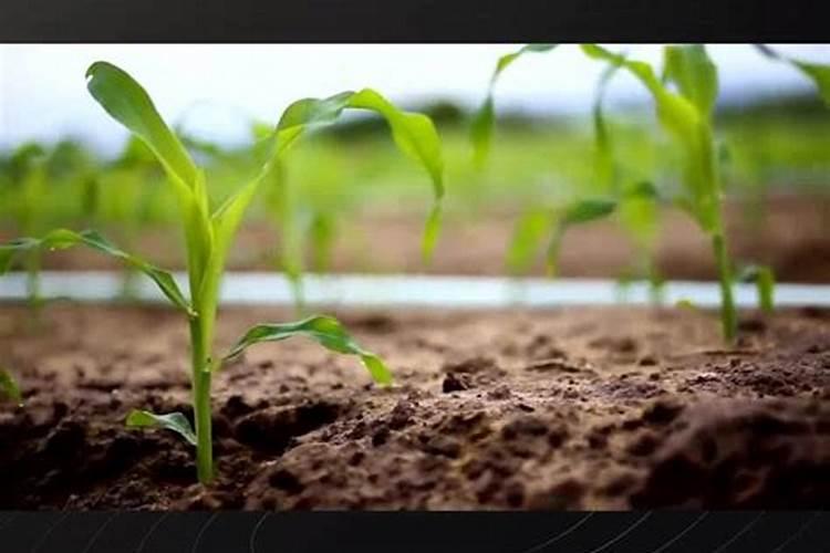 钼肥和硼肥可以一起用吗