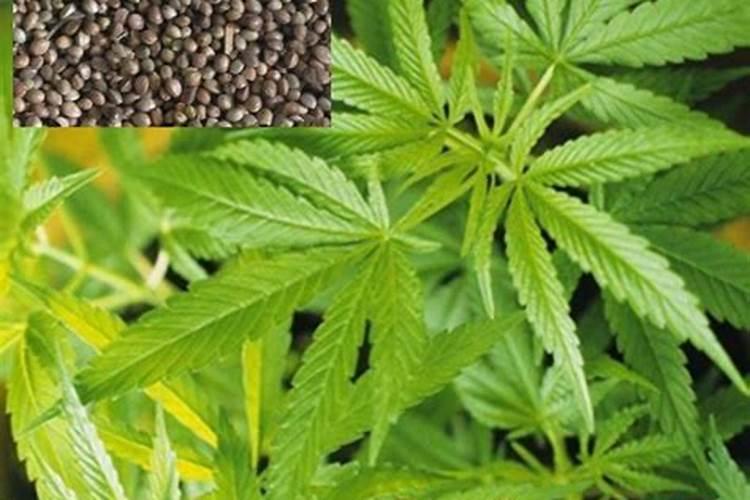 请问君子兰施什么肥好,喜干还是喜水多？请老师指点一下!谢谢!