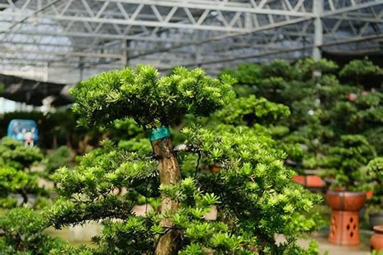 罗汉松什么时候施肥