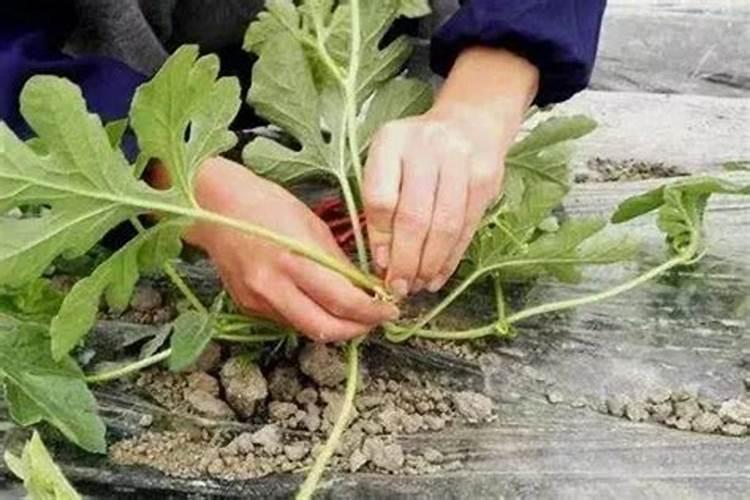 特色西瓜种植技巧