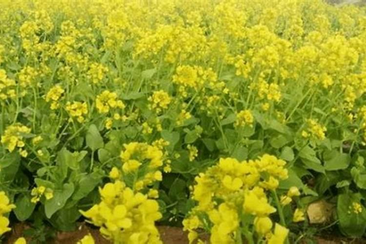 罗汉果点完花之后撒什么肥料