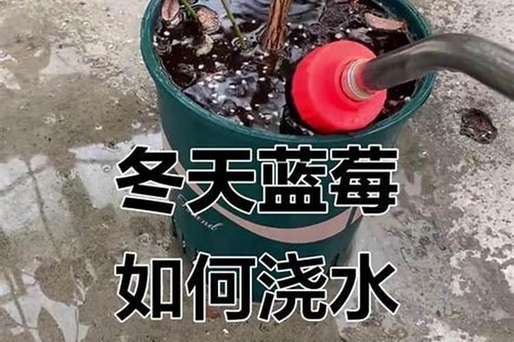 蓝莓叶子发黄,叶边枯萎,是什么病,怎么治疗？