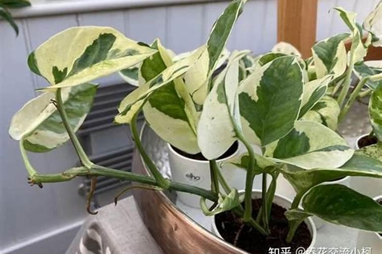虹之玉锦和虹之玉的区别
