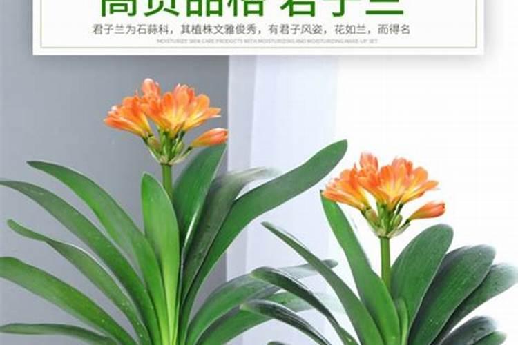 盆栽放复合肥多了会死吗,一盆君子兰用几粒复合肥