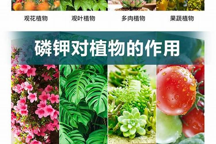 如何用磷钾肥养护花卉