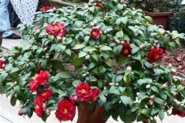 茶花怎么养