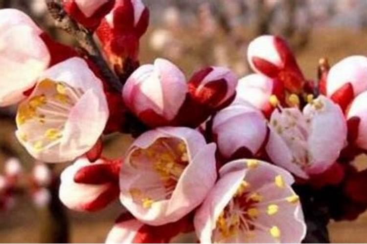 葡萄开花前喷什么叶面肥